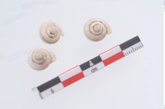 Foto von Schneckengehäuse (NHMW-PRAE-003415a)